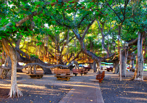 Hawaiian Trees